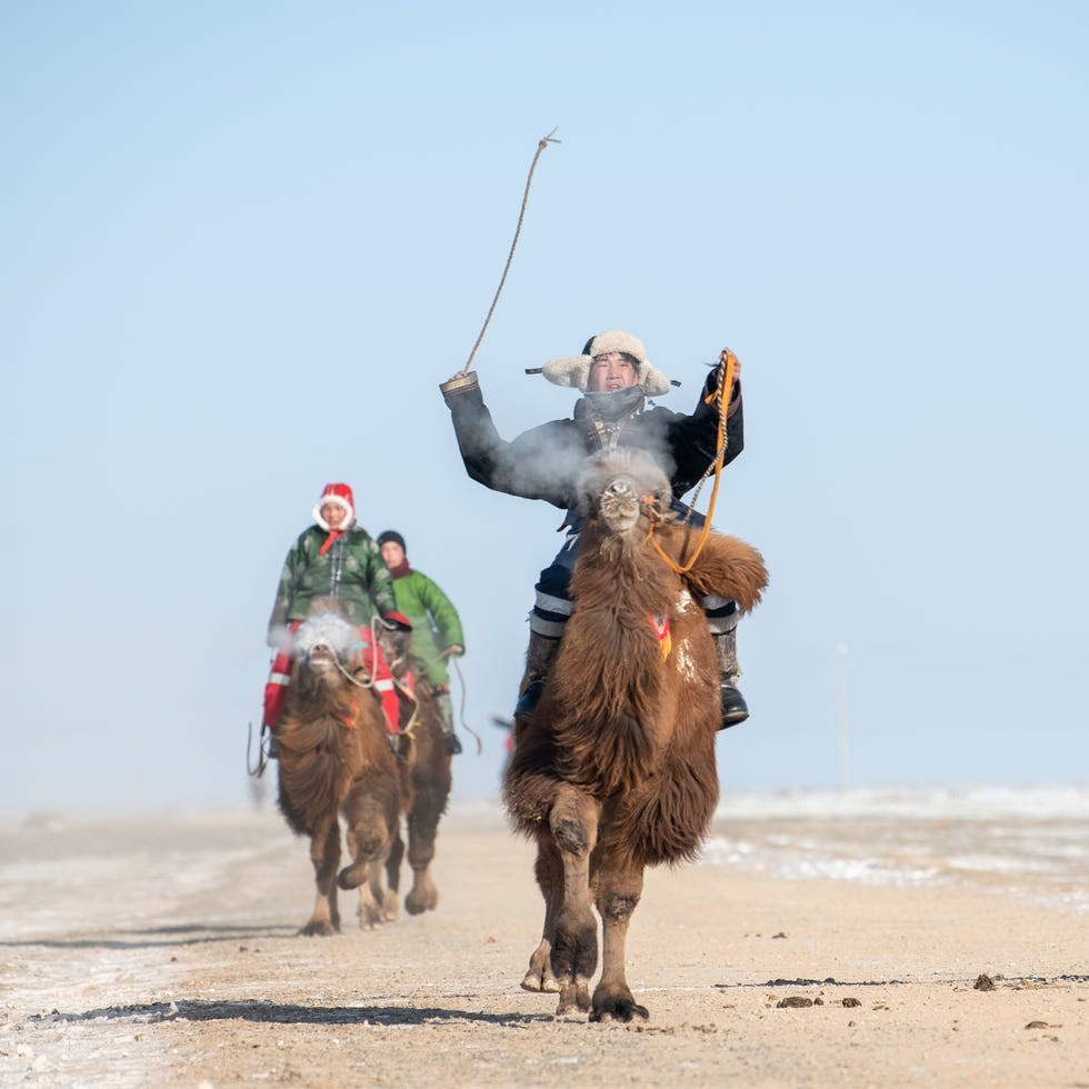 Mongolia camel race Three riders on camels in a snowy landscape, with one rider raising a whip against a clear blue sky.