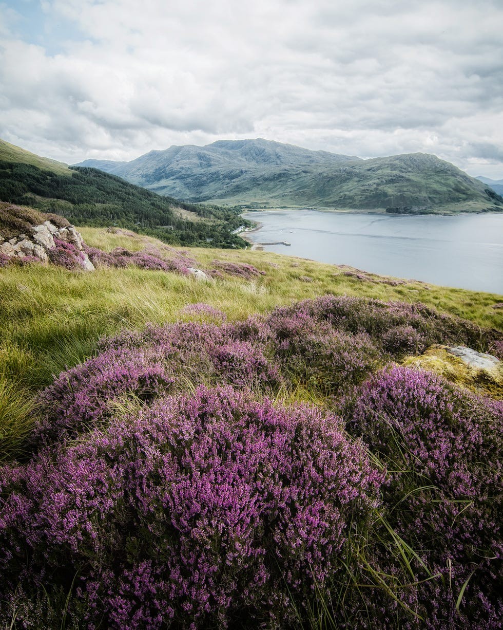 TKTKTKTKLush green hills covered in purple heather overlooking a serene lake and distant mountains under a cloudy sky.