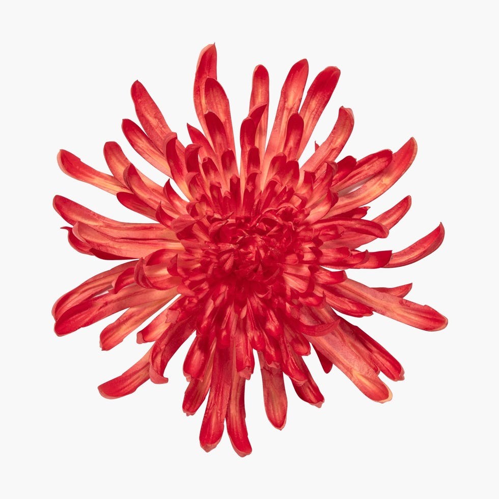 Chrysanthemum Brooch